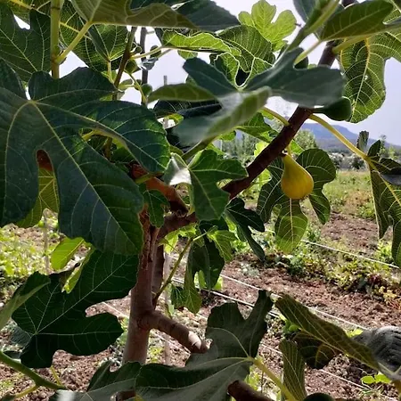 Lägenhet Sulcis Sardegna Carbonia